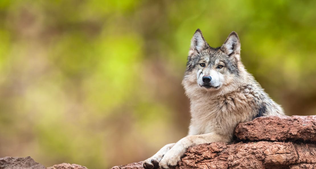 Mexican Gray Wolf on Rock