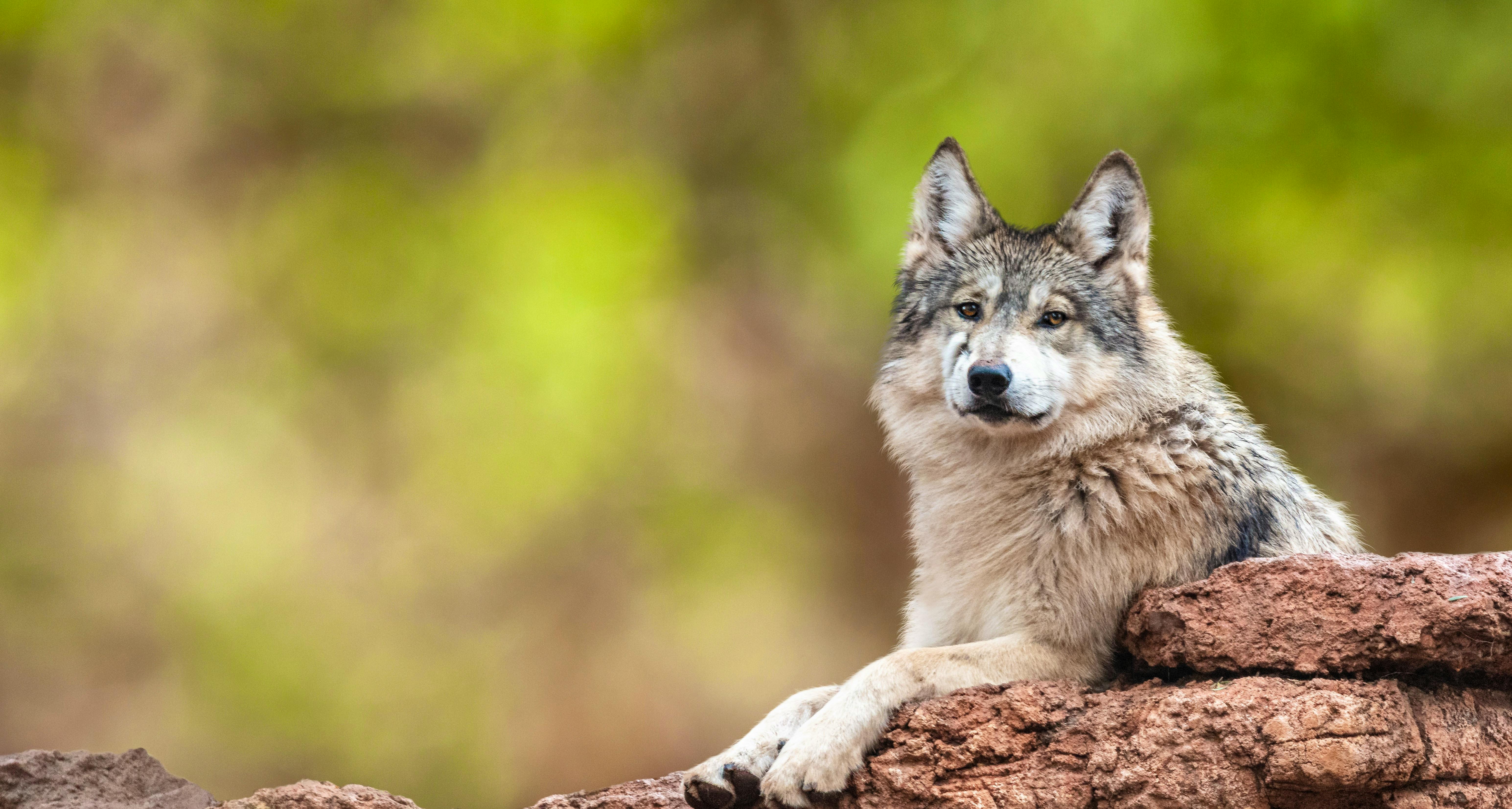 Mexican Gray Wolf on Rock