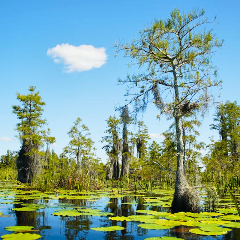 Okefenokee