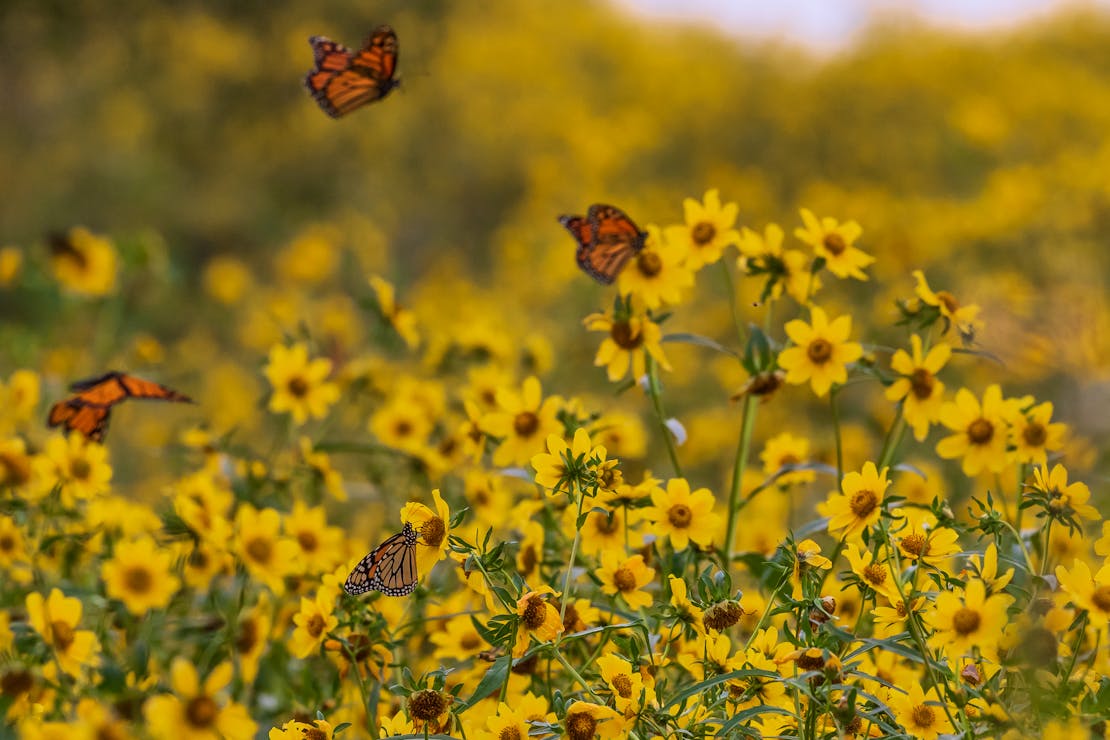 Monarch Butterflies on Marigold Flowers - Chautauqua National Wildlife Refuge - Illinois