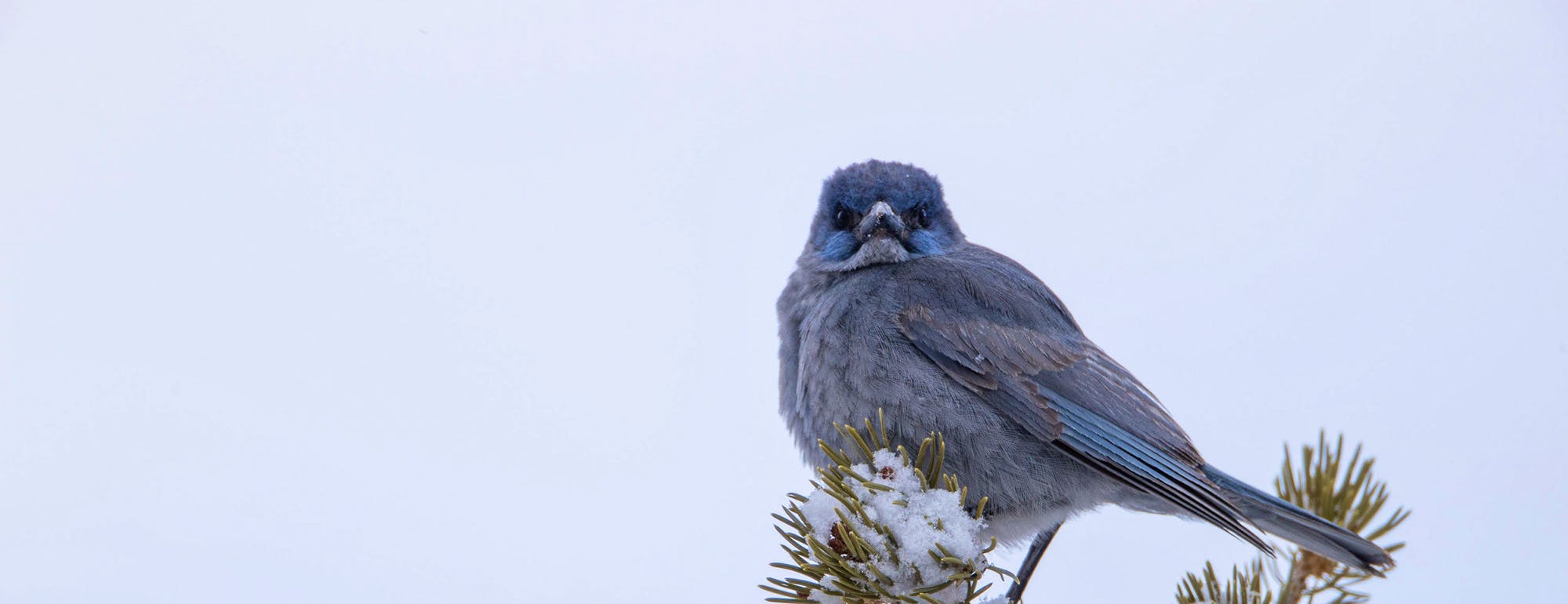 Pinyon Jay Sitting In Tree