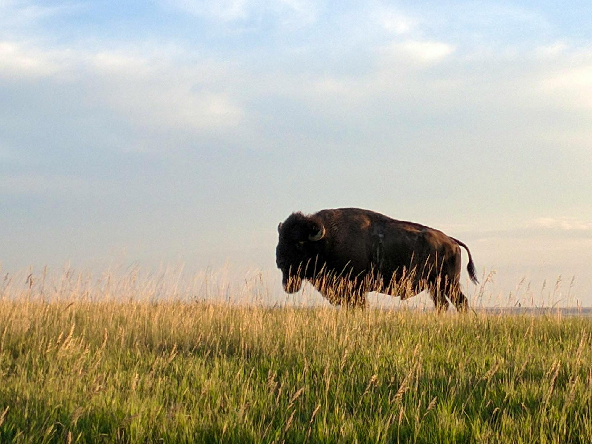 Bison in field