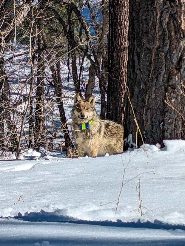 Mexican gray wolf
