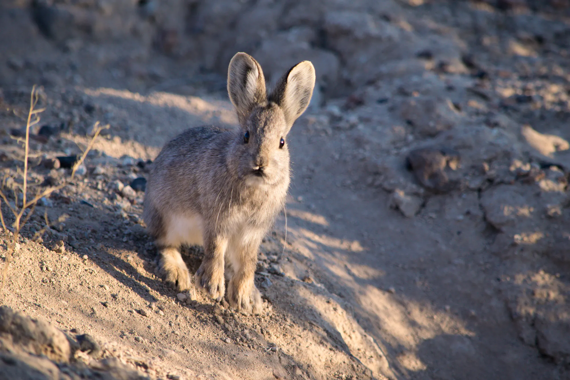 Pygmy Rabbir Petition Seeks to Protect Pygmy Rabbit Under Endangered Species Act ...