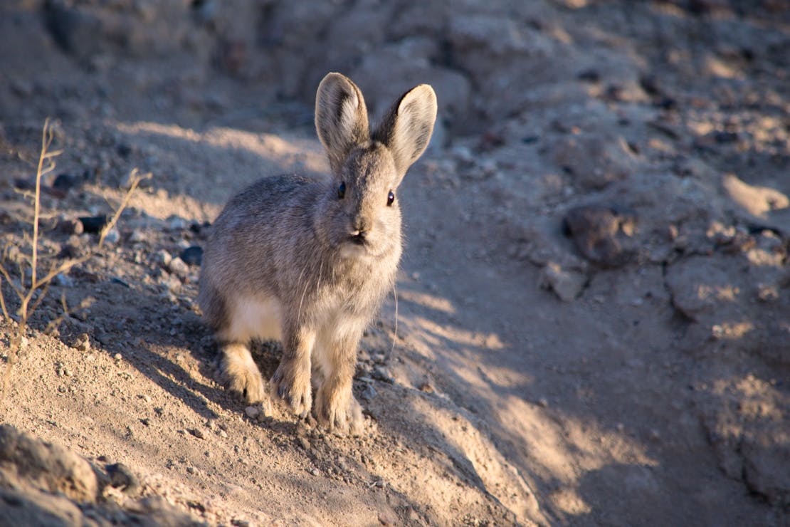 Pygmy rabbit