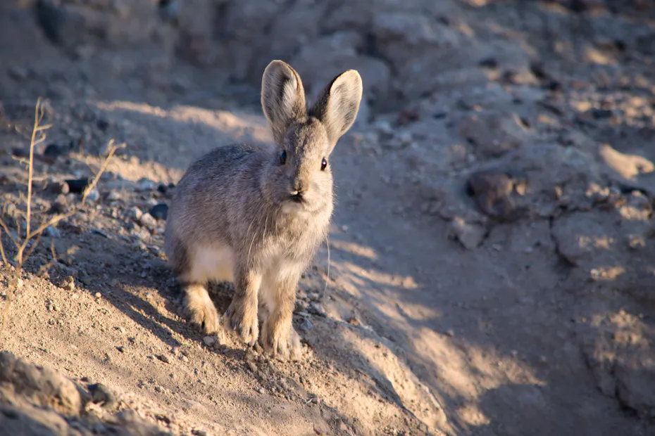 Petition Seeks to Protect Pygmy Rabbit Under Endangered Species Act ...