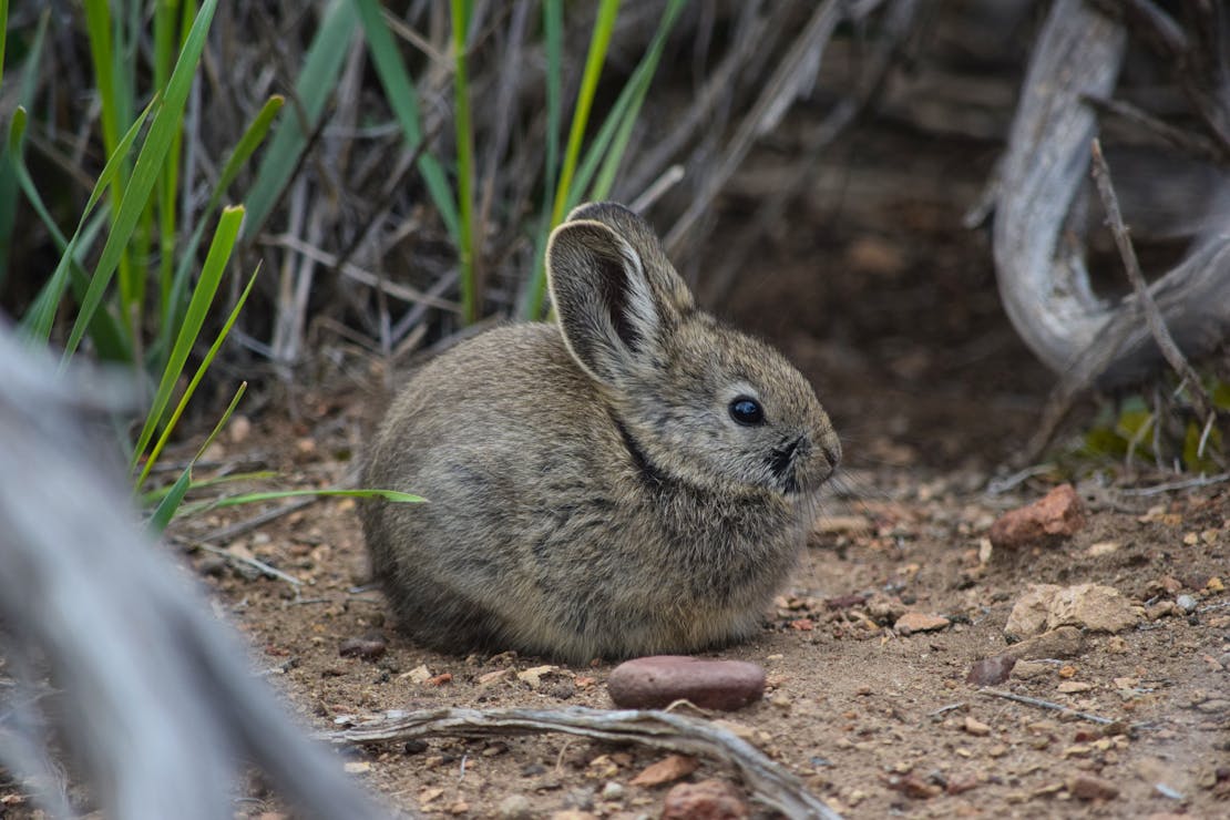 Pygmy rabbit