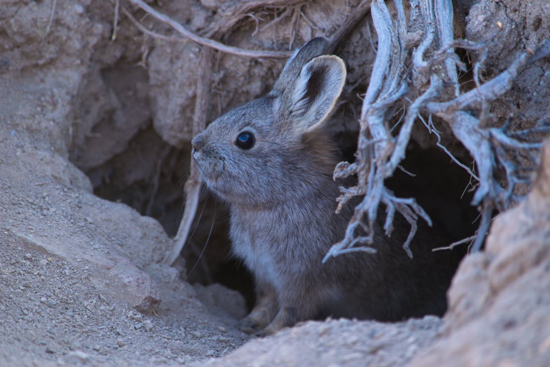 Pygmy rabbit