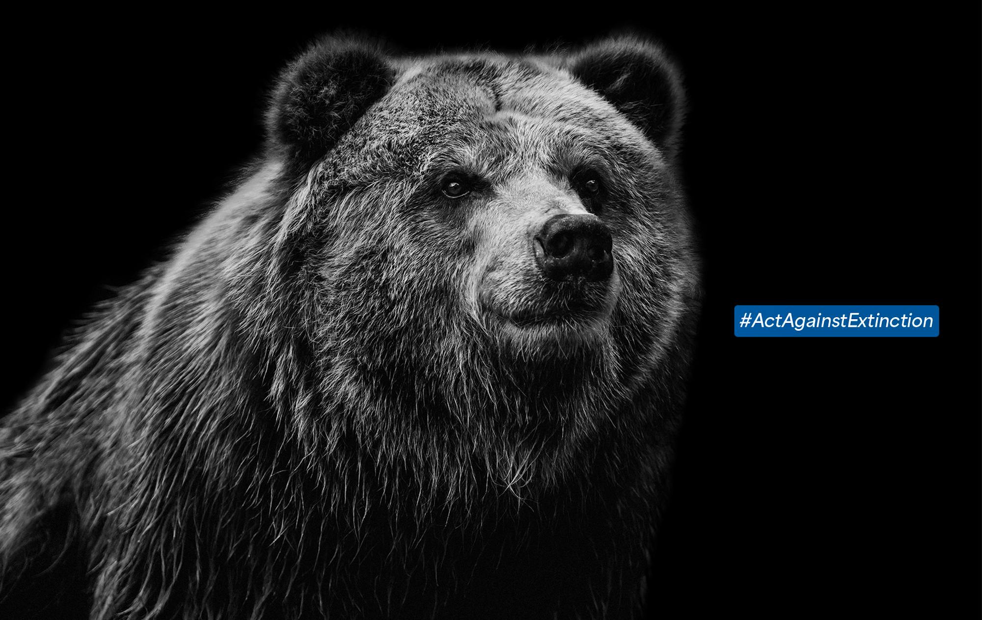 A black and white image of a grizzly bear