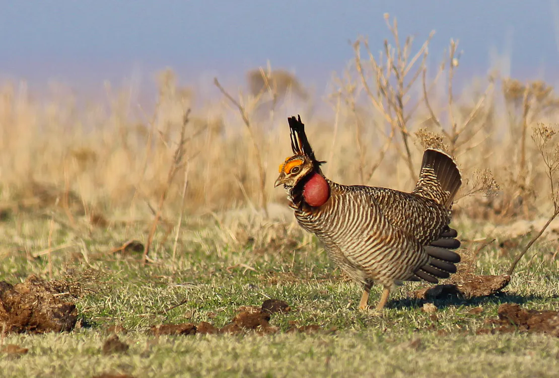 Lesser prairie-chicken on a lek in the Red Hills of Kansas