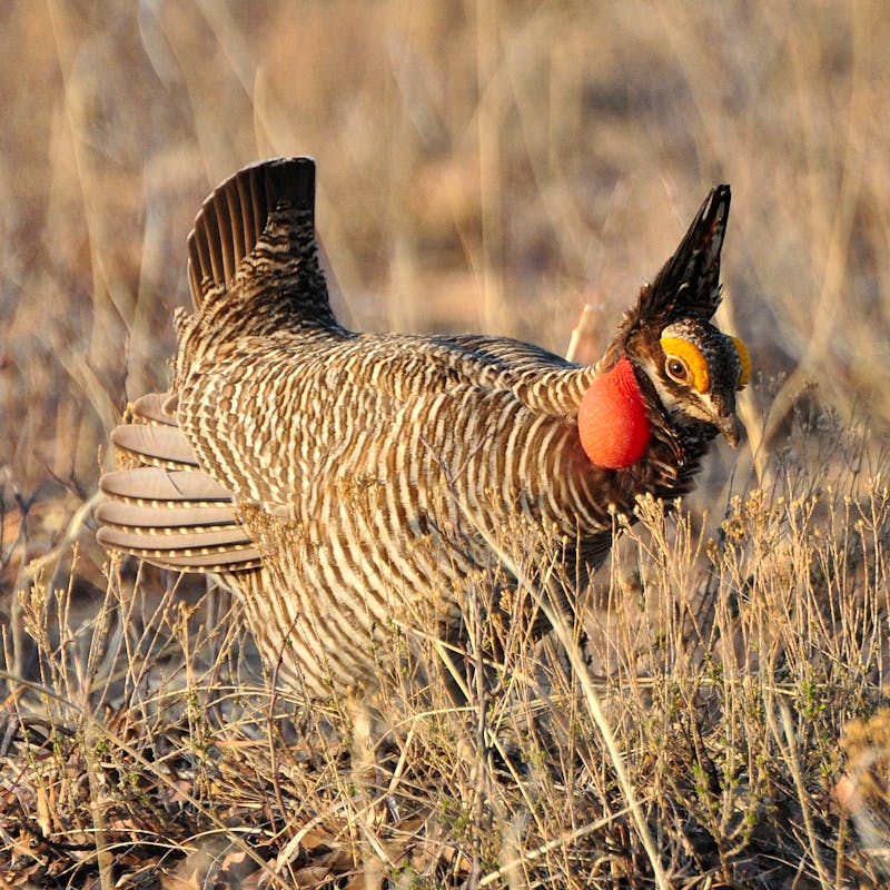 A Lesser Prairie Chicken male in New Mexico