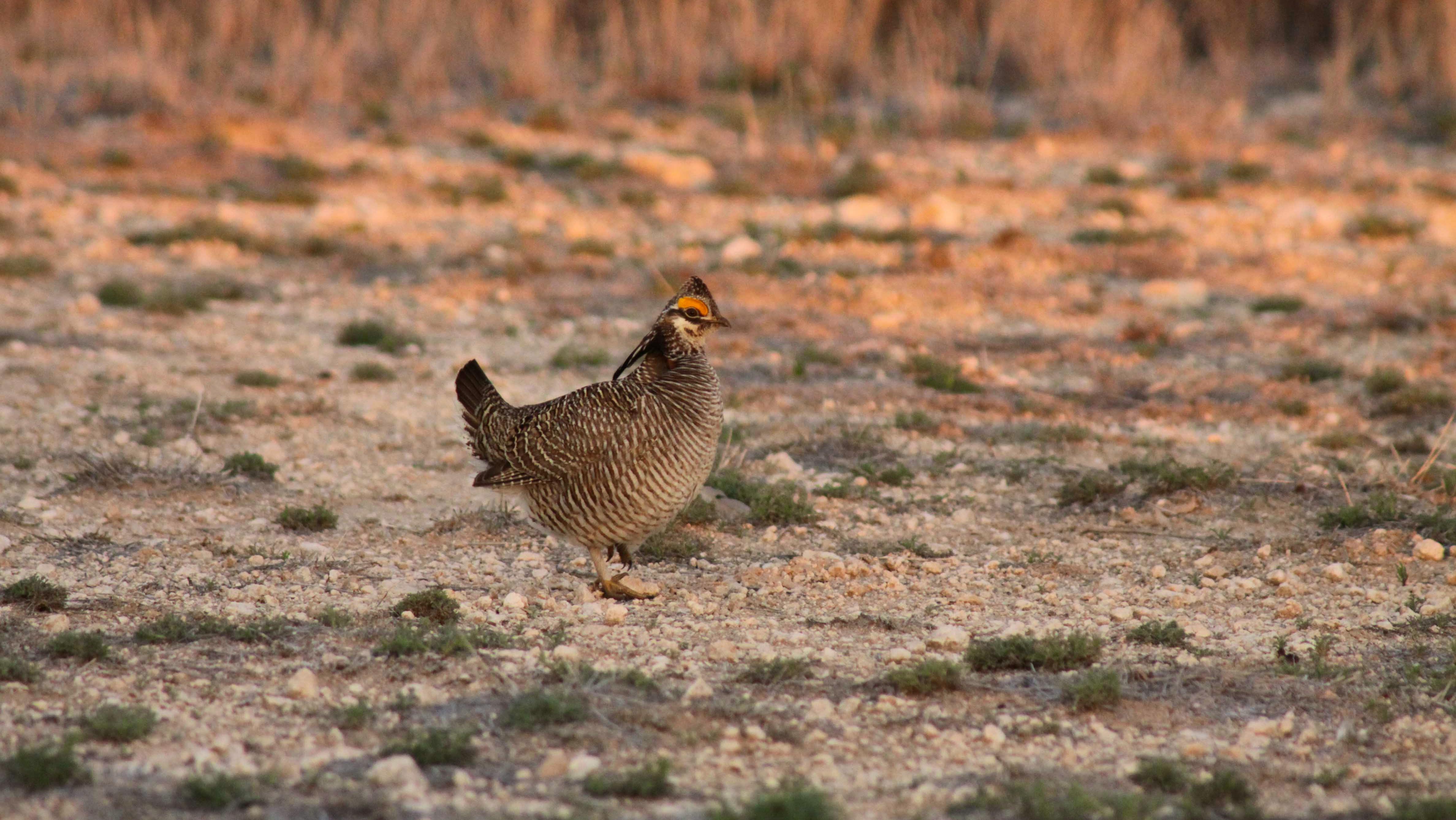 Male Lesser Prairie Chicken in Yoakum County, Texas