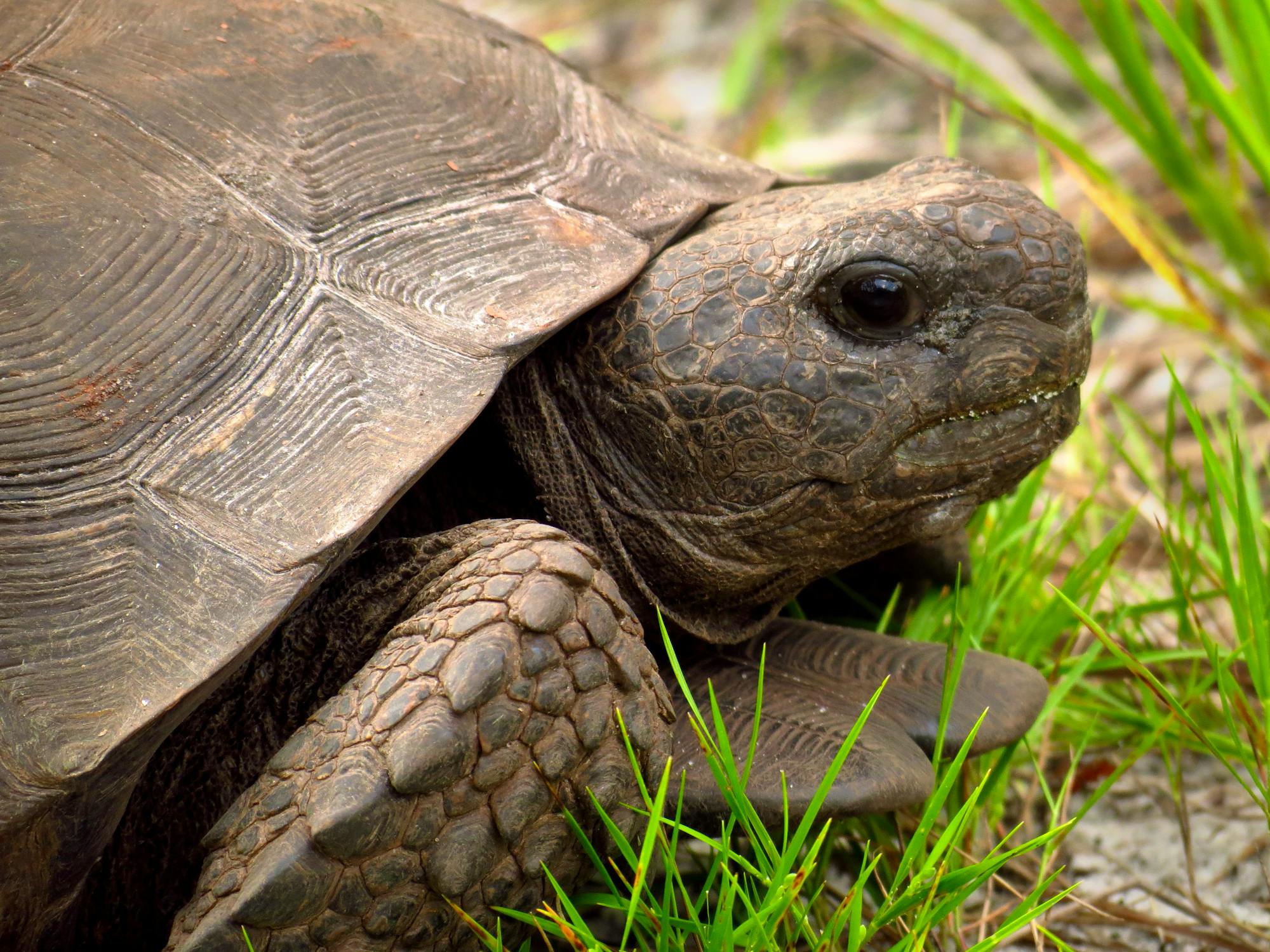 Gopher tortoise