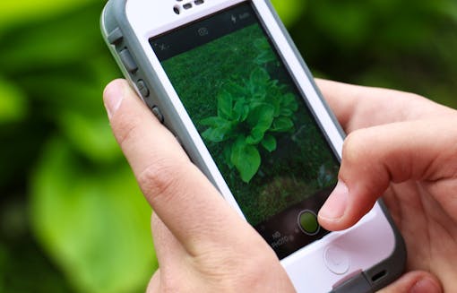 iNaturalist App on Phone