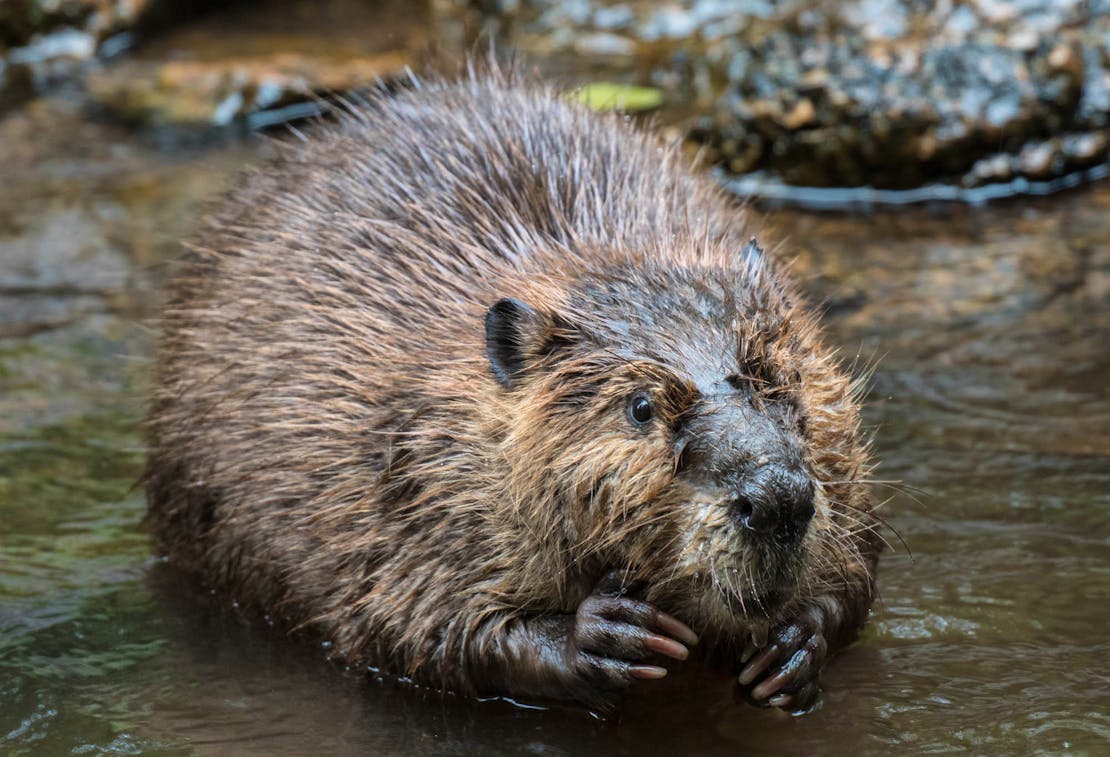 Beaver holding something in their paws