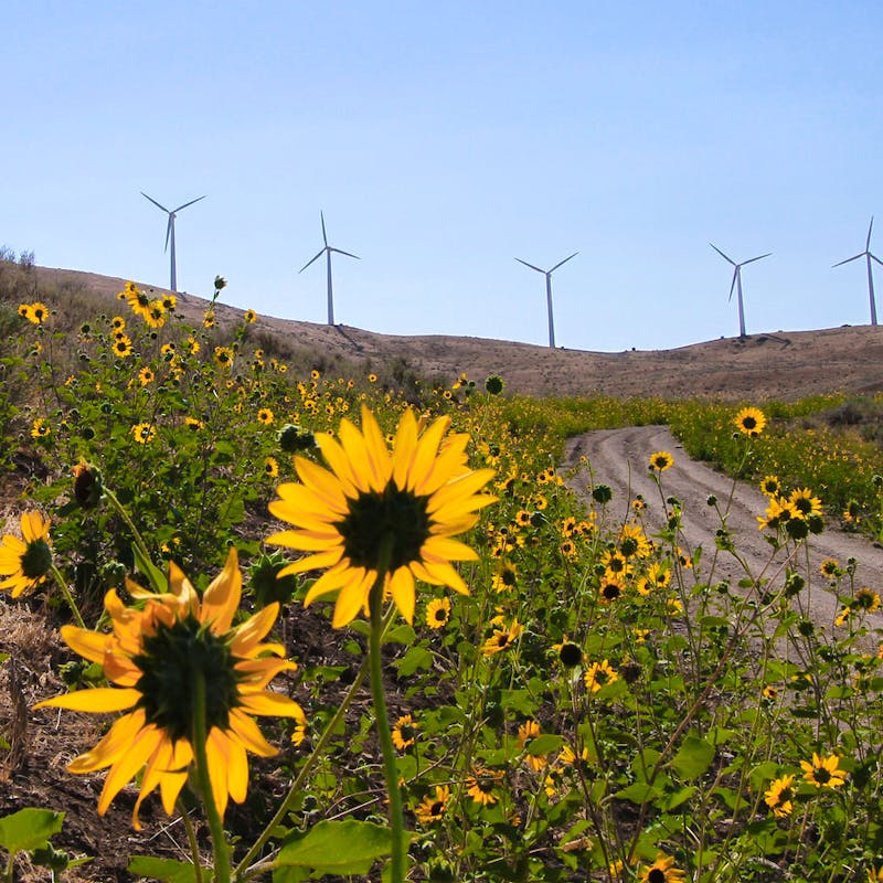 Oregon Renewables