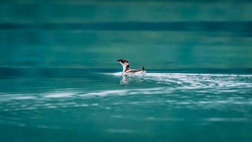 Marbled Murrelet swimming in Alaska 