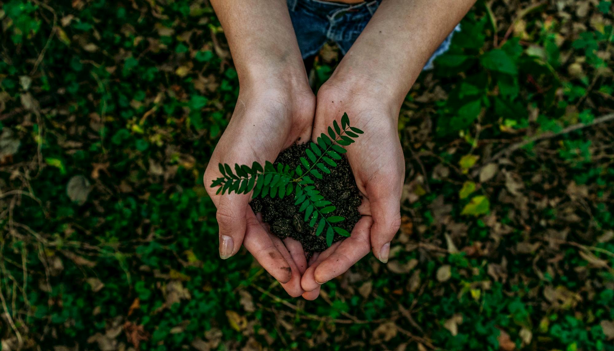 Aerial Photo of Hands Holding a Small Fern in Dirt