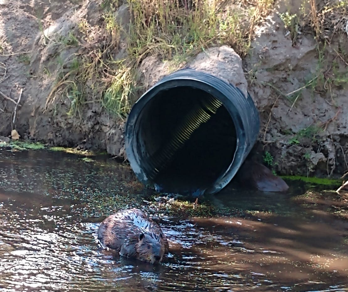 Beaver trying to dam a culvert