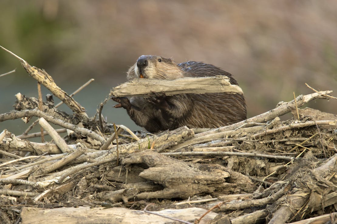 Beaver chewing on a log