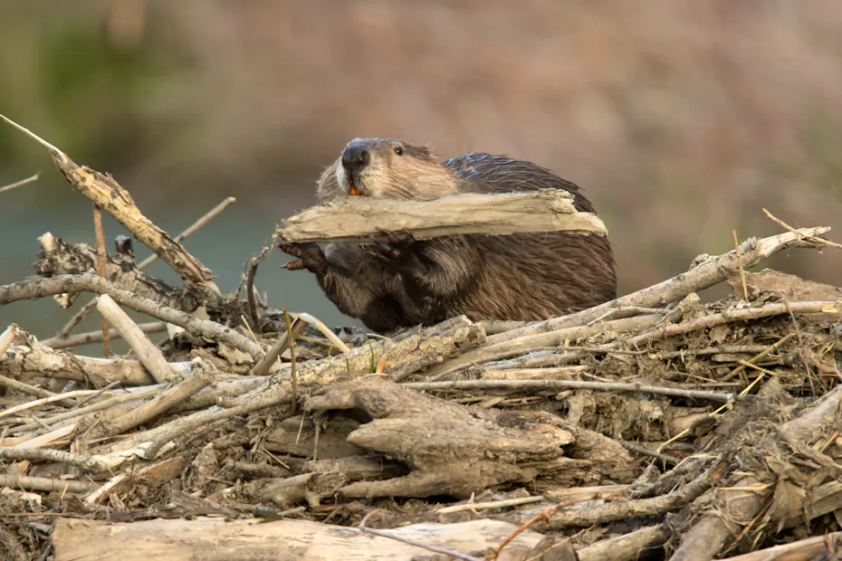 Leave it to Beavers | Defenders of Wildlife
