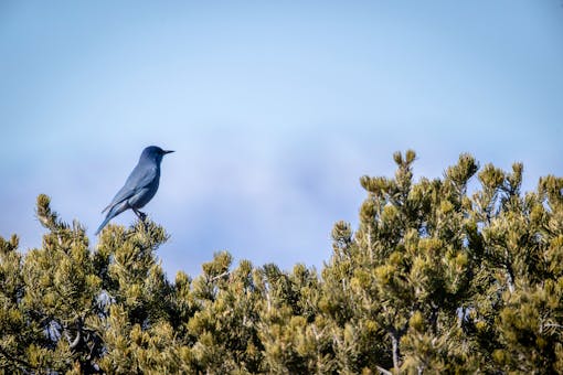 Pinyon Jay 