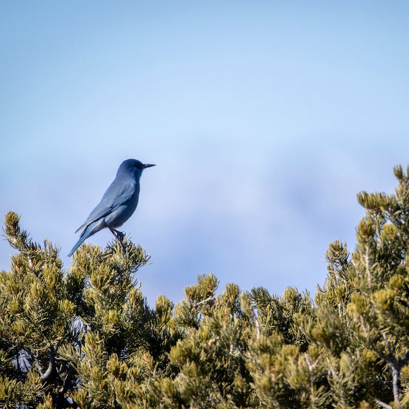 pinyon Jay