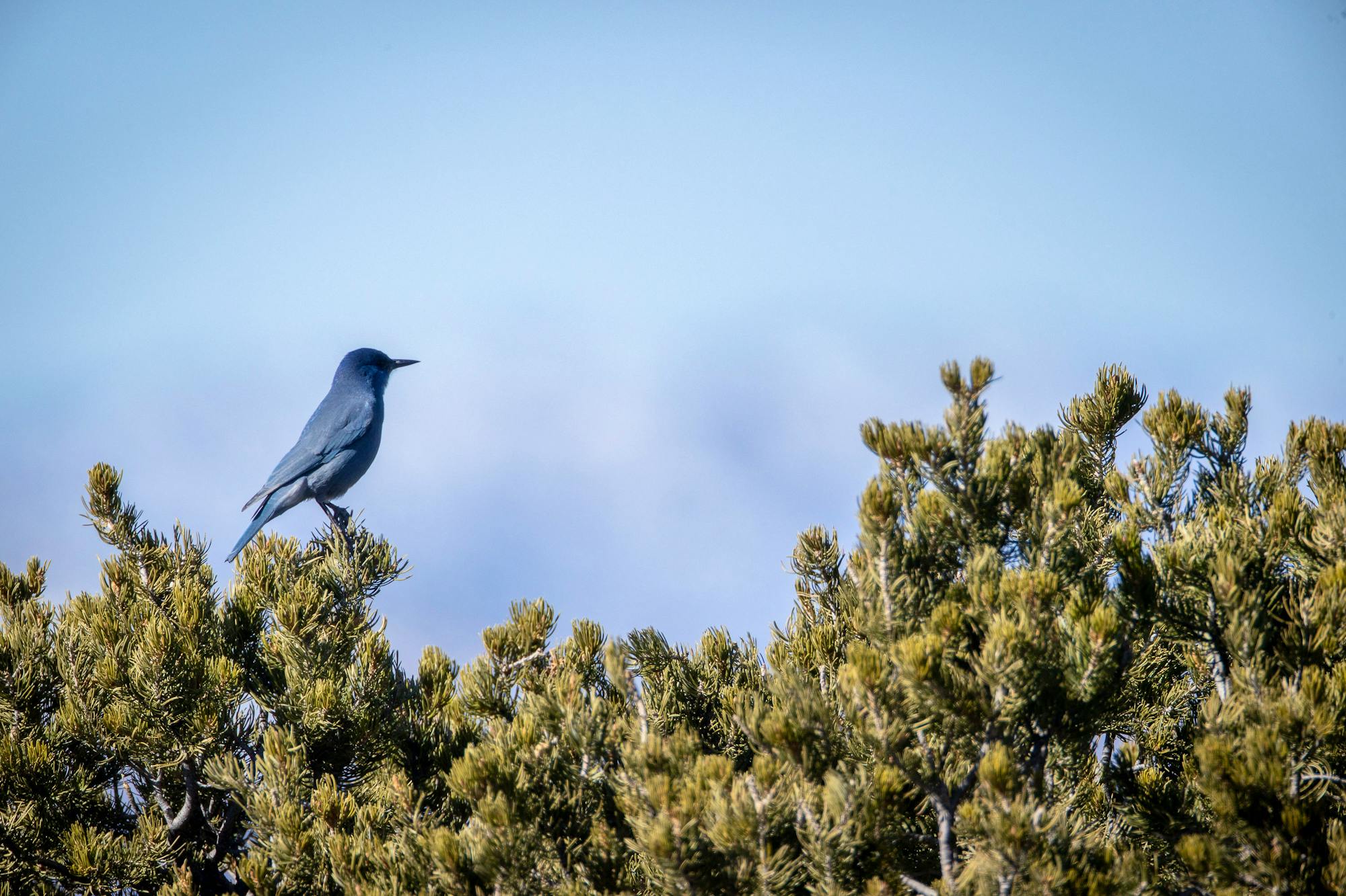 pinyon Jay 