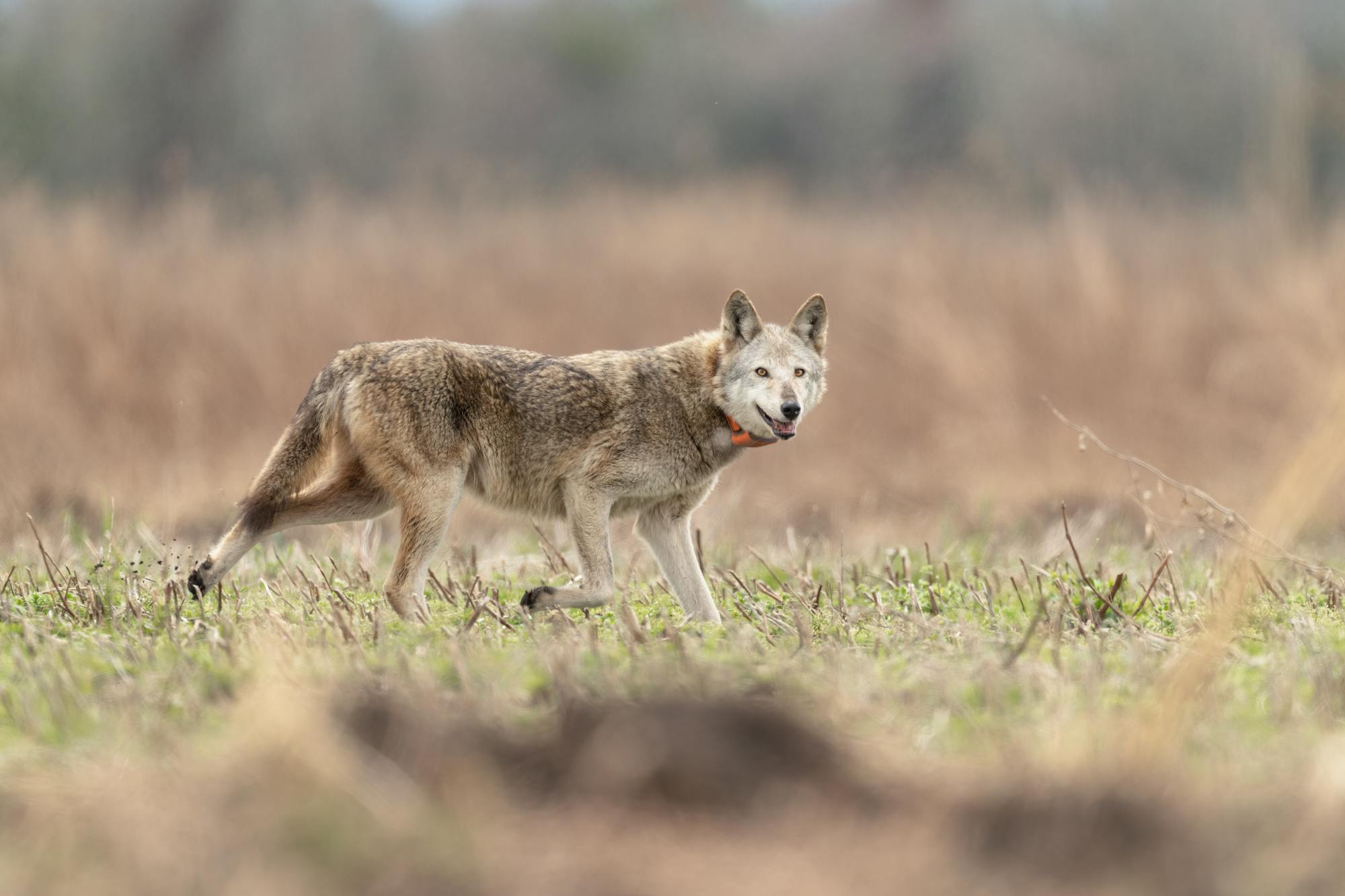 Red Wolf - Alligator River National Wildlife Refuge - North Carolina