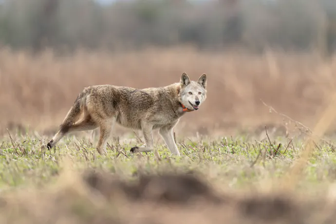 Historic Settlement Secures Conservation of Endangered Red Wolves in ...
