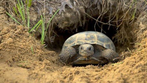 Gopher tortoise