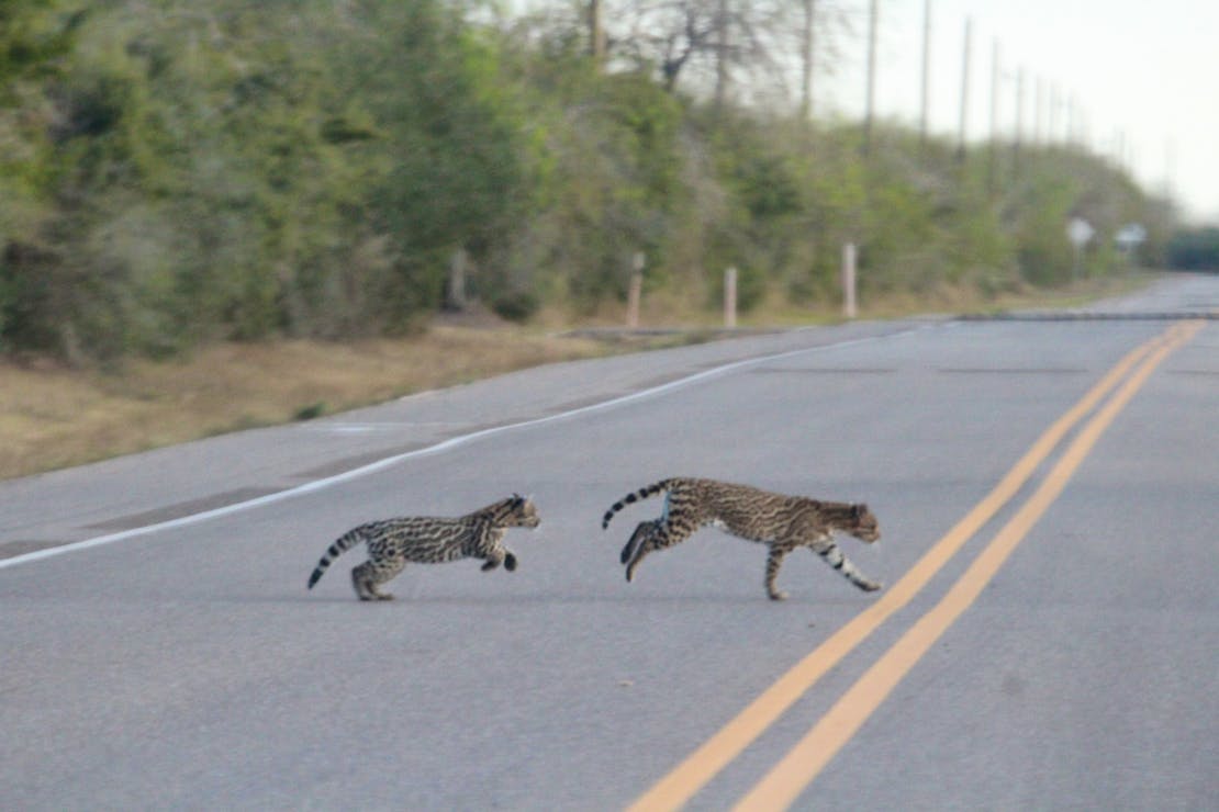 Ocelot and Kitten Crossing Road, Texas 