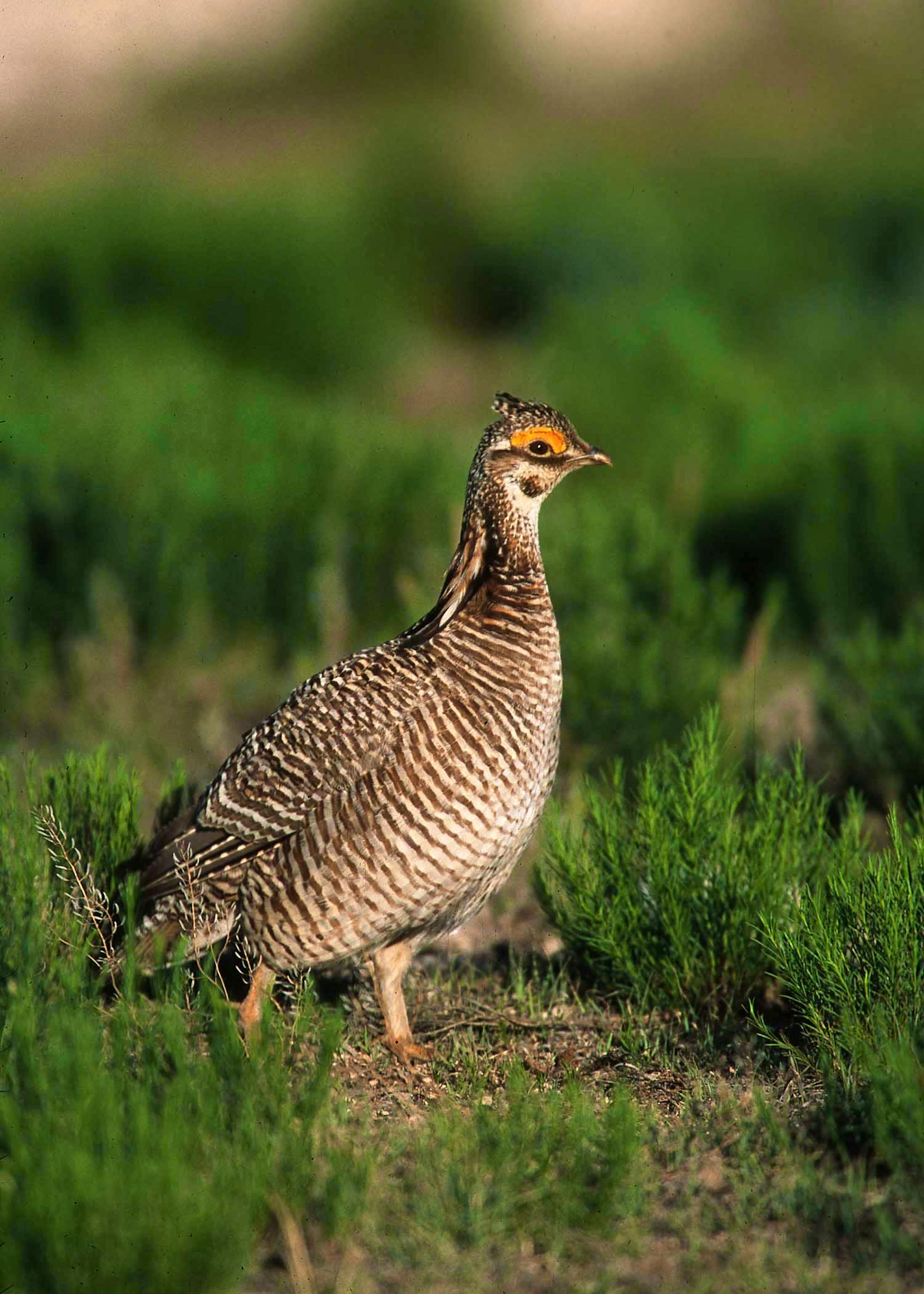 Female lesser prairie-chicken