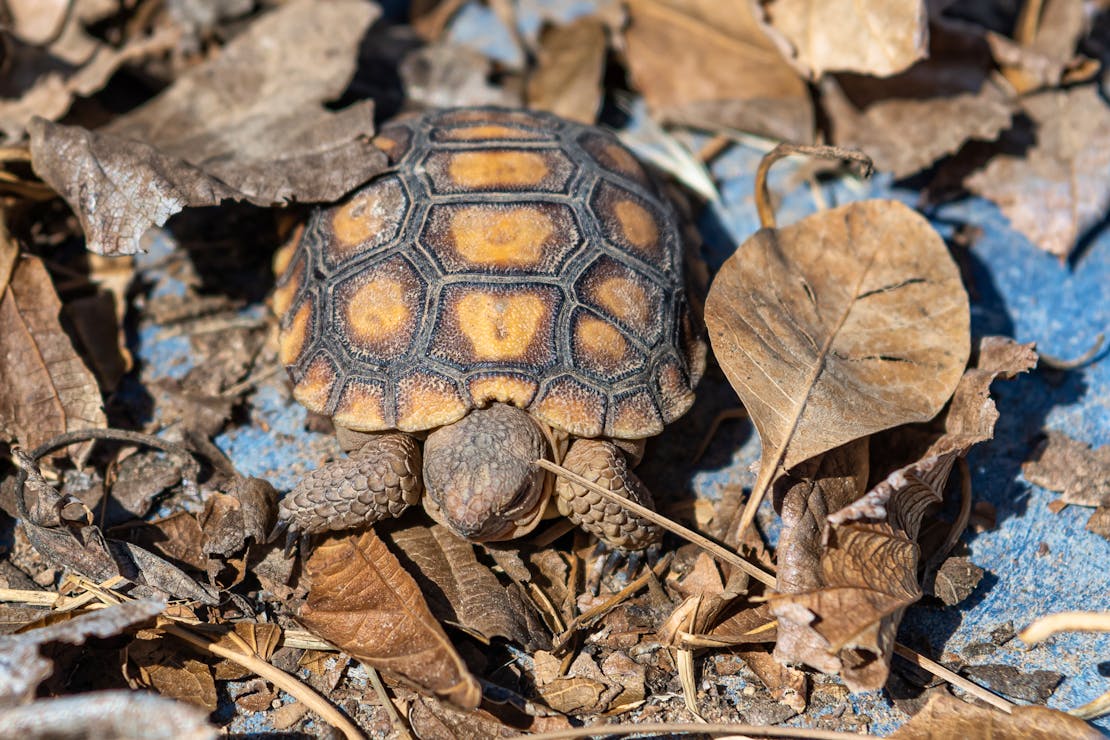 Mojave desert tortoise at DTRNA