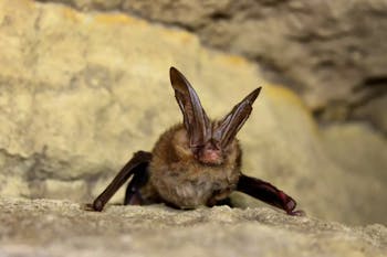 Virginia big-eared bat