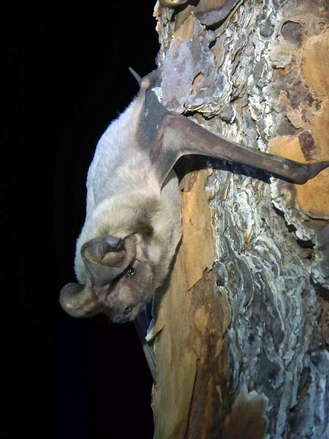 Florida bonneted bat