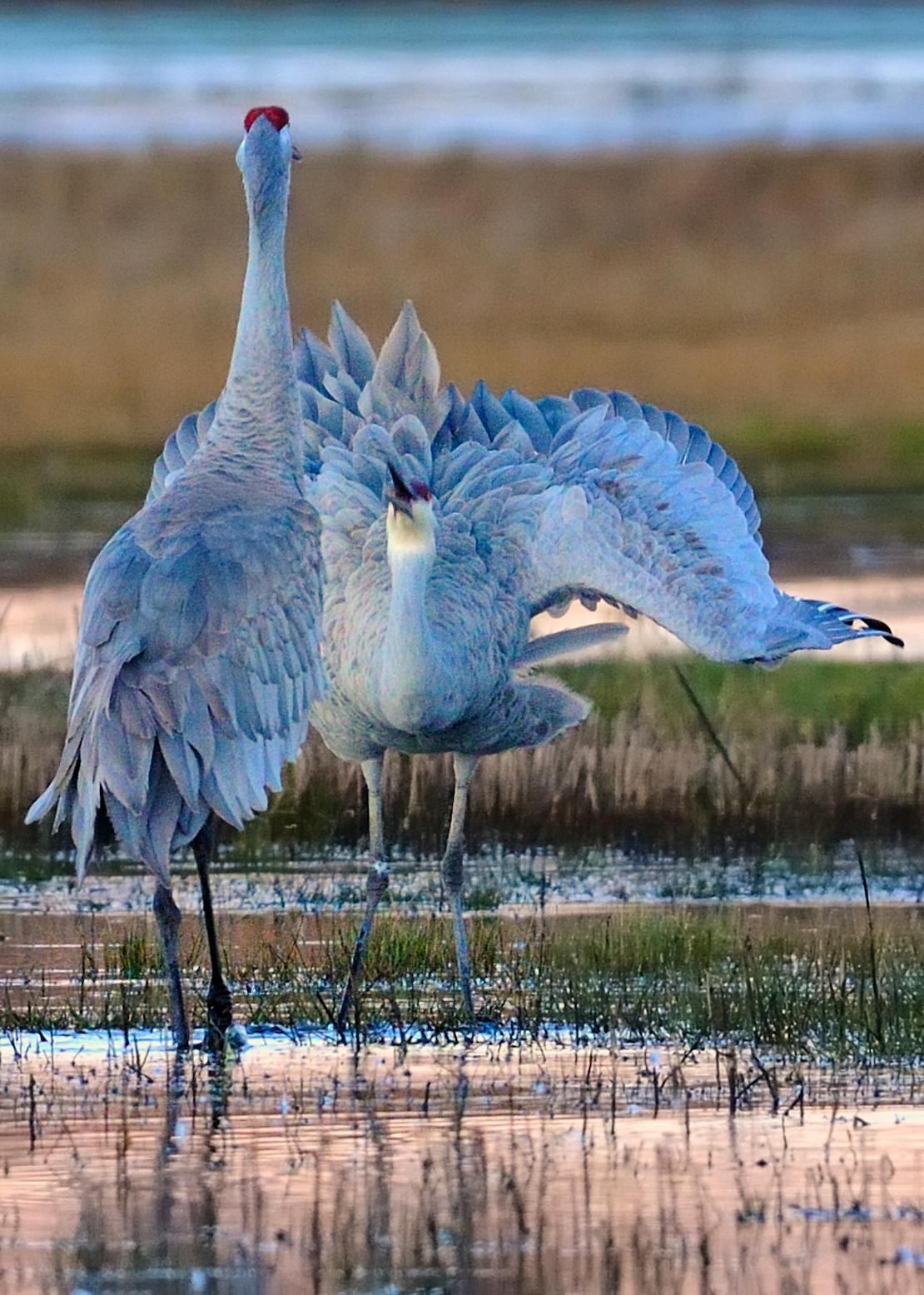 Sandhill Crane in California 