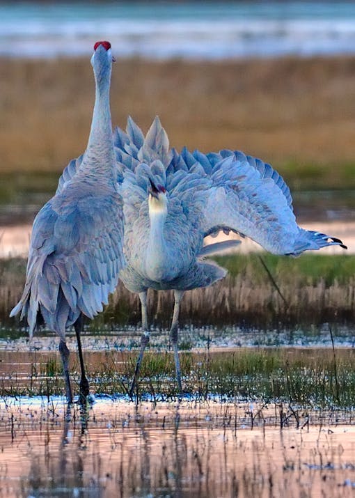 Sandhill Crane in California 