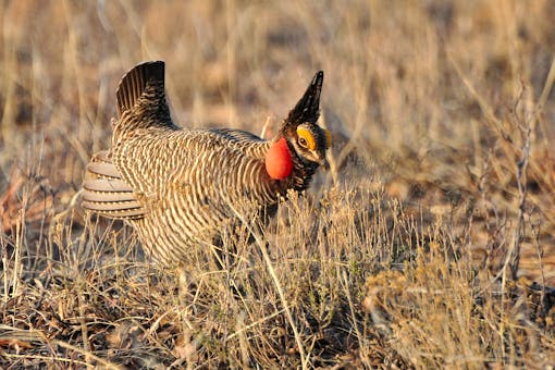 Lesser Prairie Chicken - New Mexico