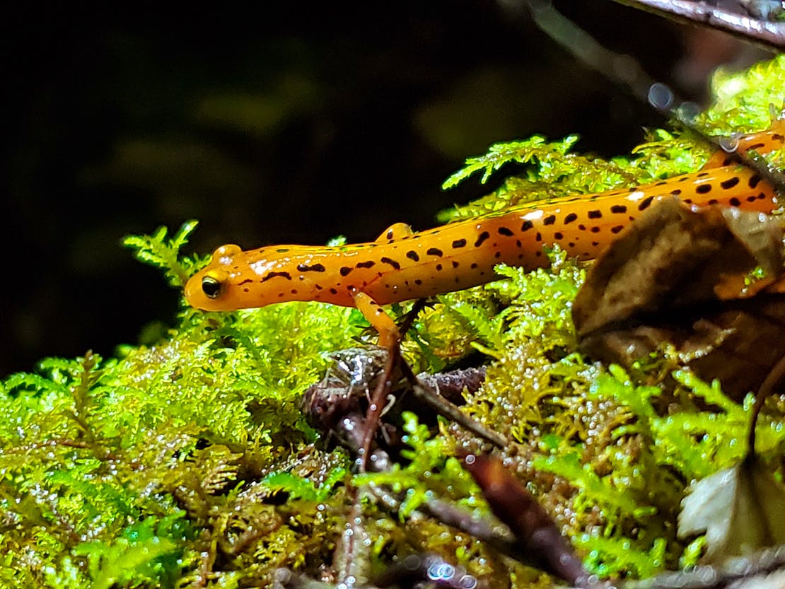 Yellow longtail salamander on vegetation