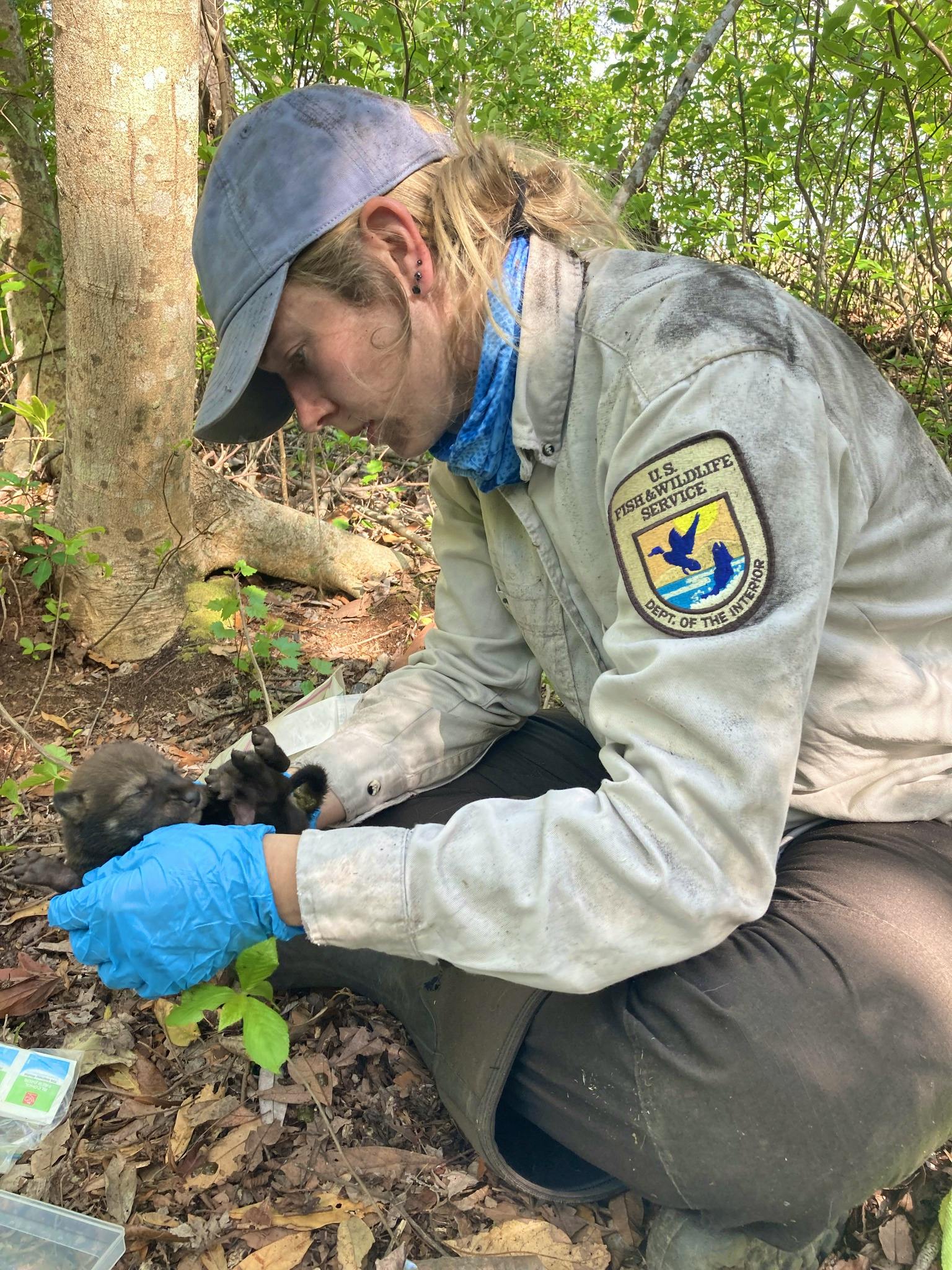 U.S. Fish and Wildlife Service and Wild Red Wolf Pup