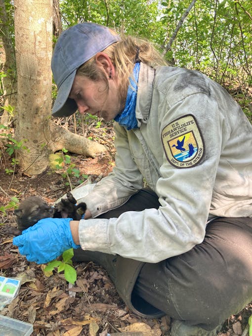 U.S. Fish and Wildlife Service and Wild Red Wolf Pup