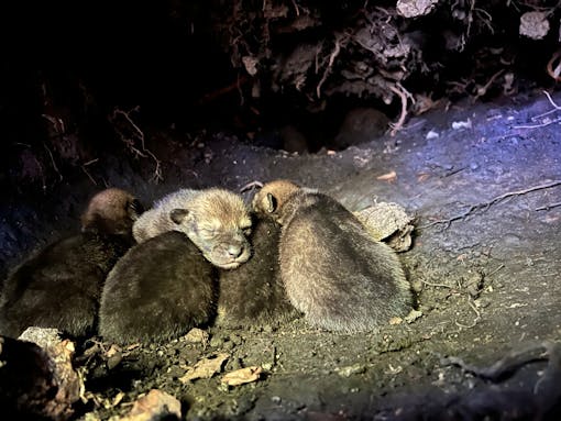 Red Wolf Pups