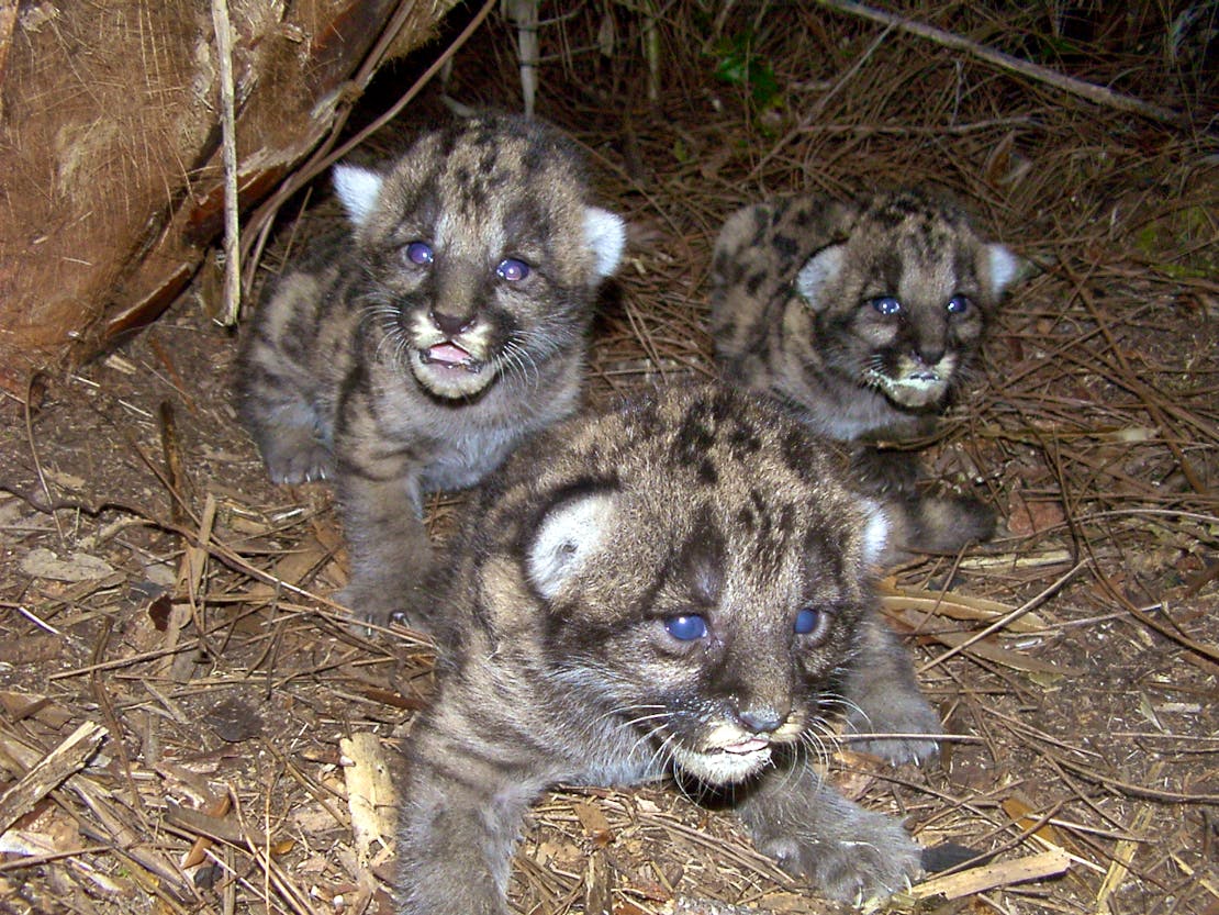 Florida Panther Kittens in Den - FWS