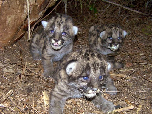  Florida Panther Kittens in Den - FWS