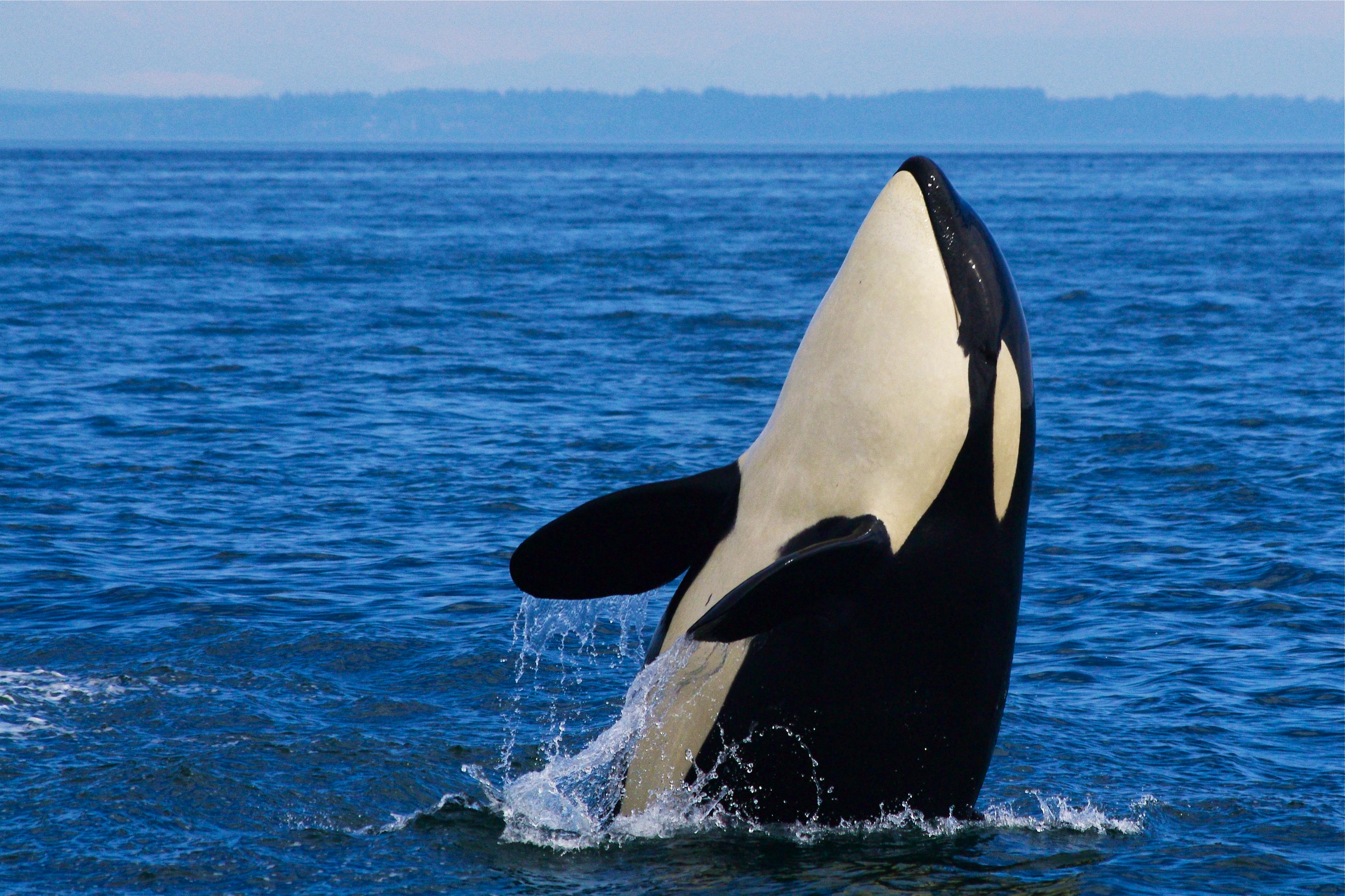 Young J-Pod Southern Resident Orca - Straight of George - British Columbia - Canada - Katie Jones
