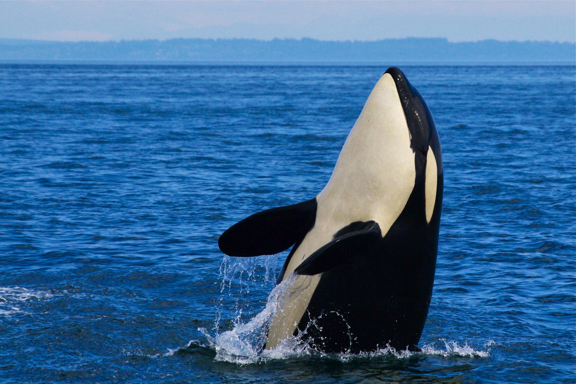 Young J-Pod Southern Resident Orca - Straight of George - British Columbia - Canada - Katie Jones