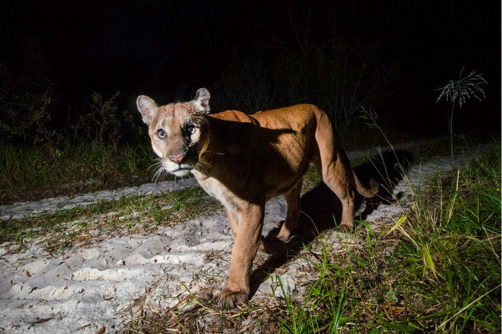 Florida Panther looking straight at camera - MS 45 - fStop Foundation