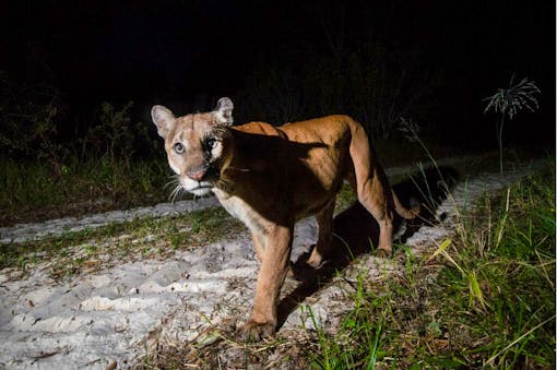 Florida Panther looking straight at camera - MS 45 - fStop Foundation