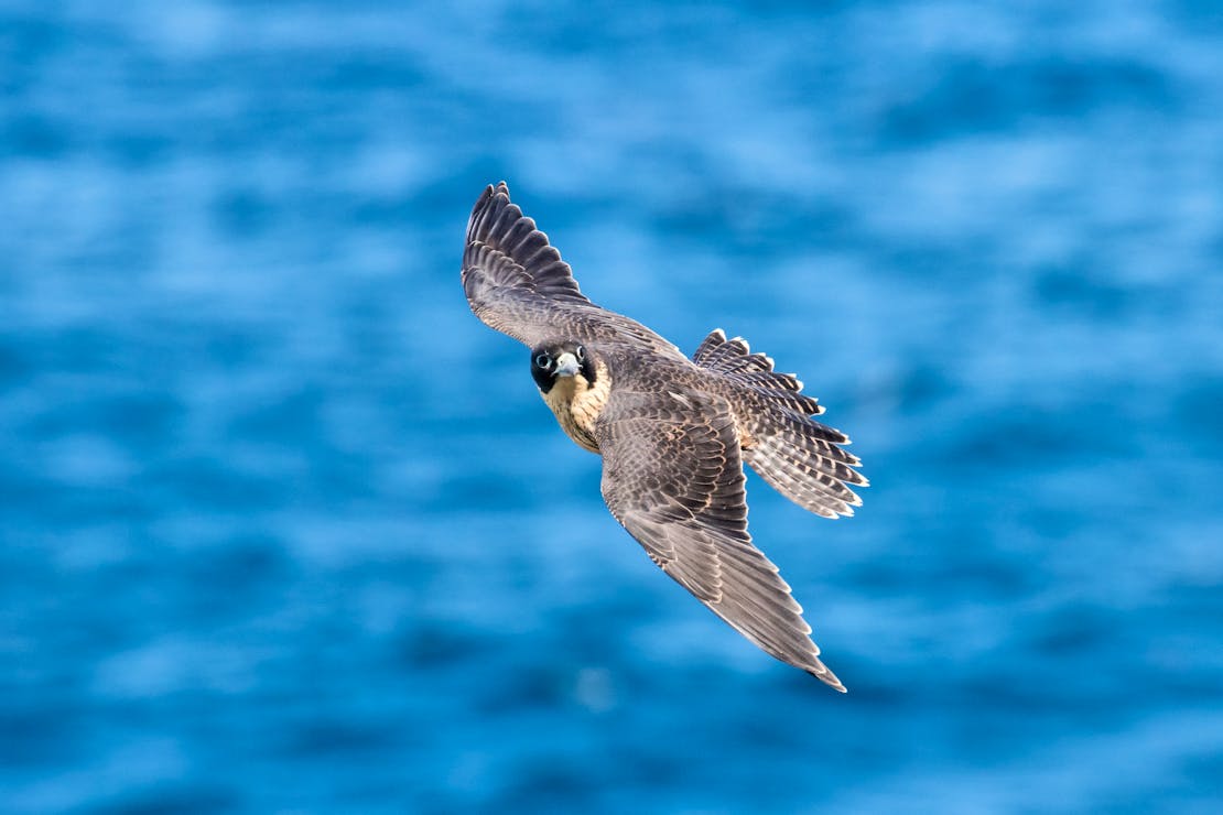 Peregrine Falcon Flying over Water - Ken Griffiths 